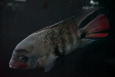 Black Belt Cichlid (Vieja maculicauda)