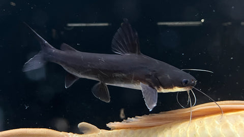 Papuan Shark Catfish (Neoarius graeffei)