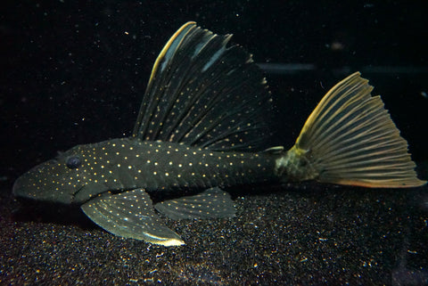 Hypostomus luteus PHASE 2