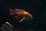 Eureka Peacock (Aulonocara sp.)