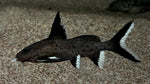 *RARE* Synodontis Granulosus - WSYIWYG