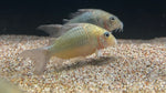 Emerald Corydora (Brochis splendens)