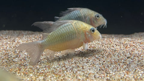 Emerald Corydora (Brochis splendens)