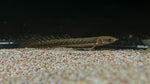 Teugelsi Bichir (Polypterus teugelsi) - Small