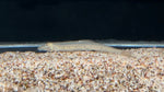 Horseface Loach (Acantopsis dialuzona)