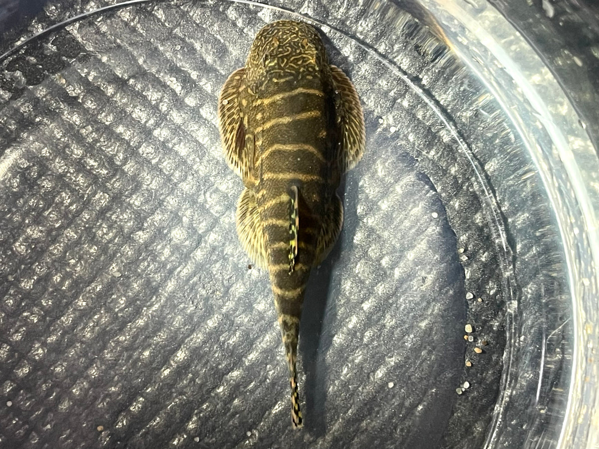Java Loach Java Zebra Loach (Gastromyzon zebrinus) – The Waterfront SLC