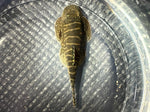 Java Zebra Loach (Gastromyzon zebrinus)