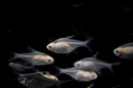 Gold Pristella Tetra (Pristella maxillaris var. Gold)