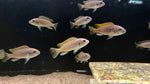 Ice Blue Zebra Mbuna (Maylandia greshakei)