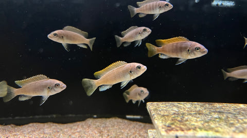 Ice Blue Zebra Mbuna (Maylandia greshakei)