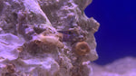 Tail Spot Blenny (Ecsenius stigmatura)