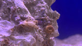 Tail Spot Blenny (Ecsenius stigmatura)