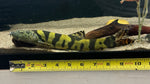Imperial Flower Loach (Leptobotia elongata) - Large
