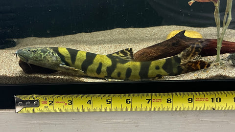 Imperial Flower Loach (Leptobotia elongata) - Large