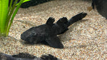 Elephant Ear Goby (Prionobutis microps)