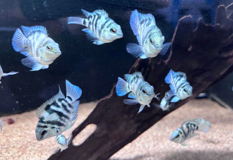 Polar Breeze Parrot Fish - medium
