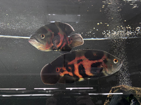 Large Tiger Oscar