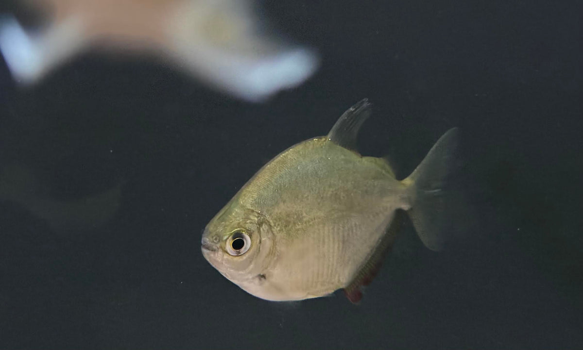 Silver Dollar (Metynnis argenteus) - Medium – The Waterfront SLC