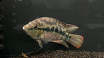 Salvini Cichlid (Trichromis salvini) - Medium