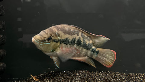Salvini Cichlid (Trichromis salvini) - Medium