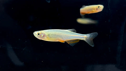 Rose Danio (Danio roseus)