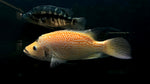 Red Dovii (Parachromis dovii) - WYSIWYG