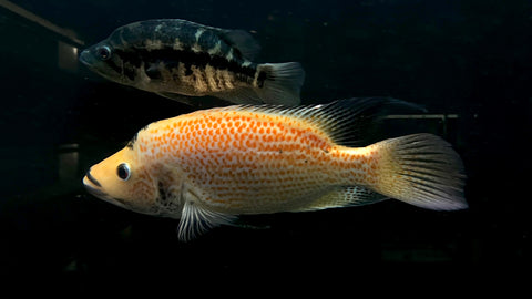 Red Dovii (Parachromis dovii) - WYSIWYG