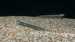 Blue Neon Goby (Stiphodon atropurpureus)