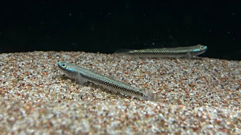 Blue Neon Goby (Stiphodon atropurpureus)