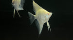 Albino Dantum Angelfish (Pterophyllum scalare)