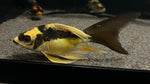 Red Panda Shortbody Butterfly Koi (Cyprinus rubrofuscus) - Medium