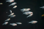 X Ray Tetra (Pristella maxillaris)
