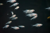X Ray Tetra (Pristella maxillaris)