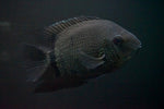 Turquoise Severum (Heros efasciatus)