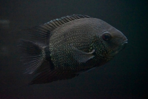 Turquoise Severum (Heros efasciatus)