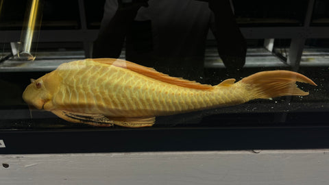 Albino Gibbicep Pleco (Pterygoplichthys gibbiceps) - JUMBO (CARGO ONLY)