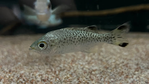 Jungle Perch (Kuhlia rupestris)