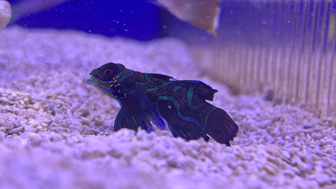 Green Mandarin (Synchiropus splendidus)
