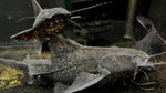 Granulosus Catfish (Pterodoras granulosus) - Large