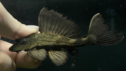 Rhino Pleco (Pterygoplichthys scrophus)