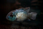 Electric Blue Acara (Andinoacara Pulcher) - xLarge