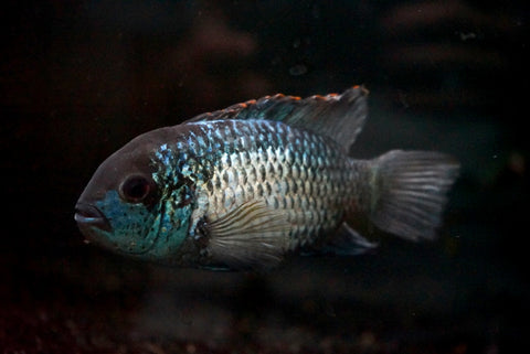 Electric Blue Acara (Andinoacara Pulcher) - xLarge