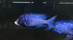 Mdoka White Lips (Placidochromis phenochilus) - Large