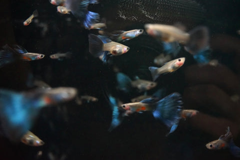 Blue Delta Guppy - Pair