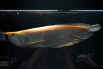 Shortbody Albino Silver Arowana (Osteoglossum bicirrhosum)