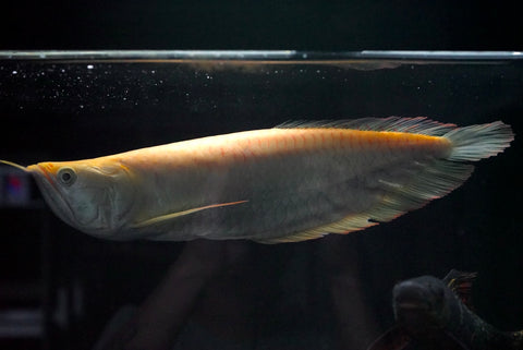 Shortbody Albino Silver Arowana (Osteoglossum bicirrhosum)