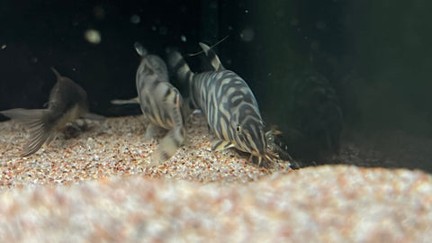Yoyo Loach (Botia almorhae)
