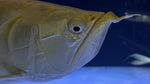 Polka Dot Arowana (Osteoglossum bicirrhosum) - *SUPER RARE* (please read description)