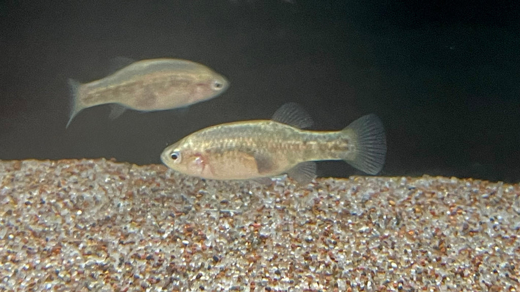 Goodeid San Marcos Goodeid (Xenotoca doadrioi) - Juvenile – The Waterfront SLC