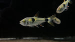 Exodon / Bucktooth Tetra (Exodon paradoxus)